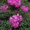 Rhododendron (Rhododendron 'Graziella') -Tuinplanten Winkel papr00291