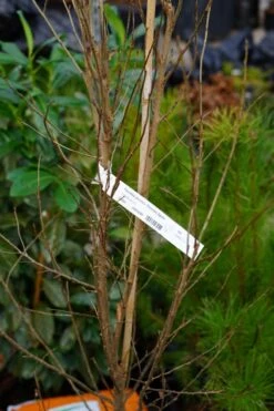 Tuinplanten Winkel -Tuinplanten Winkel parrotia persianspire winter lm01