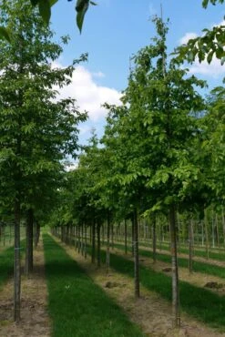 Grote Parrotia (Parrotia Persica) -Tuinplanten Winkel parrotia persica s 18 20