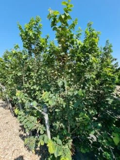 Perzisch IJzerhout Als Struik (Parrotia Persica) -Tuinplanten Winkel parrotia persica 1