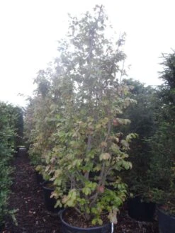 Perzisch IJzerhout Als Boom (Parrotia Persica) 8 Perzisch IJzerhout Als Boom (Parrotia Persica) -Tuinplanten Winkel parrotia persica 250 300 c130