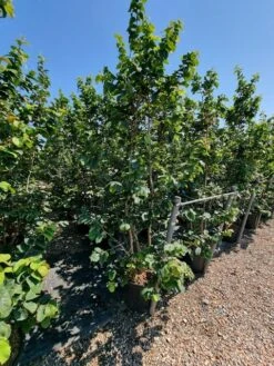 Perzisch IJzerhout Als Struik (Parrotia Persica) -Tuinplanten Winkel parrotia persica 2