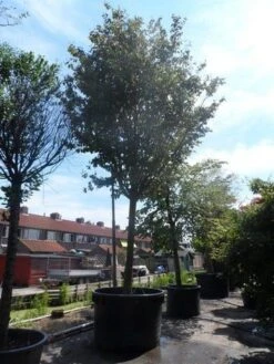 Perzisch IJzerhout Als Boom (Parrotia Persica) 9 Perzisch IJzerhout Als Boom (Parrotia Persica) -Tuinplanten Winkel parrotia persica 45 50ho c1500