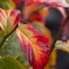 Perzisch Ijzerhout (Parrotia Persica 'Persian Spire') -Tuinplanten Winkel parrotia persica persian spire herfst 1
