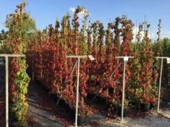 Wilde Wingerd (Parthenocissus Quinquefolia 'Engelmannii') -Tuinplanten Winkel parthenocissus 175200