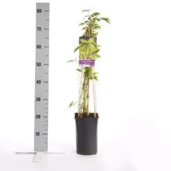 Wilde Wingerd (Parthenocissus Quinquefolia 'Engelmannii') -Tuinplanten Winkel parthenocissus engelmannii