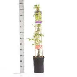 Wilde Wingerd (Parthenocissus Quinquefolia 'Engelmannii') -Tuinplanten Winkel parthenocissus engelmannii 1.00 1.25