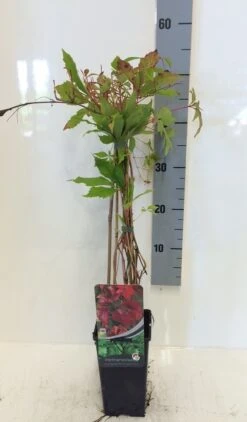 Wilde Wingerd (Parthenocissus Quinquefolia 'Engelmannii') -Tuinplanten Winkel parthenocissus quin. engelmanni 50 60 c2