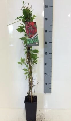 Wilde Wingerd (Parthenocissus Quinquefolia 'Engelmannii') -Tuinplanten Winkel parthenocissus quin. engelmannii 80 100 c2