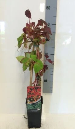 Wingerd (Parthenocissus Tricuspidata 'Veitchii') 17 Wingerd (Parthenocissus Tricuspidata 'Veitchii') -Tuinplanten Winkel parthenocissus tr. veitchi 50 60 c2