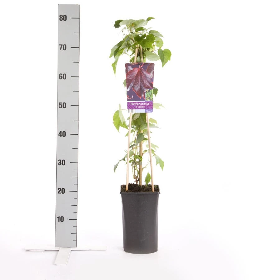 Wingerd (Parthenocissus Tricuspidata 'Veitchii') 4 Wingerd (Parthenocissus Tricuspidata 'Veitchii') - Afbeelding 2