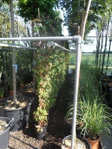 Wilde Wingerd (Parthenocissus Tricuspidata 'Veitch Boskoop') 4 Wilde Wingerd (Parthenocissus Tricuspidata 'Veitch Boskoop') - Afbeelding 2