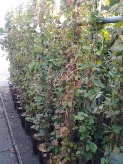 Wilde Wingerd (Parthenocissus Tricuspidata 'Veitch Boskoop') 8 Wilde Wingerd (Parthenocissus Tricuspidata 'Veitch Boskoop') -Tuinplanten Winkel parthenocissus tricuspidata veitch boskoop 175 200 c7 5