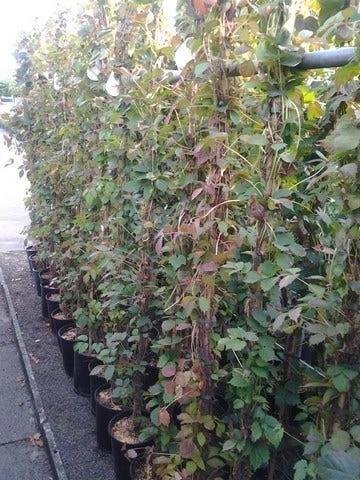 Wilde Wingerd (Parthenocissus Tricuspidata 'Veitch Boskoop') 5 Wilde Wingerd (Parthenocissus Tricuspidata 'Veitch Boskoop') - Afbeelding 3