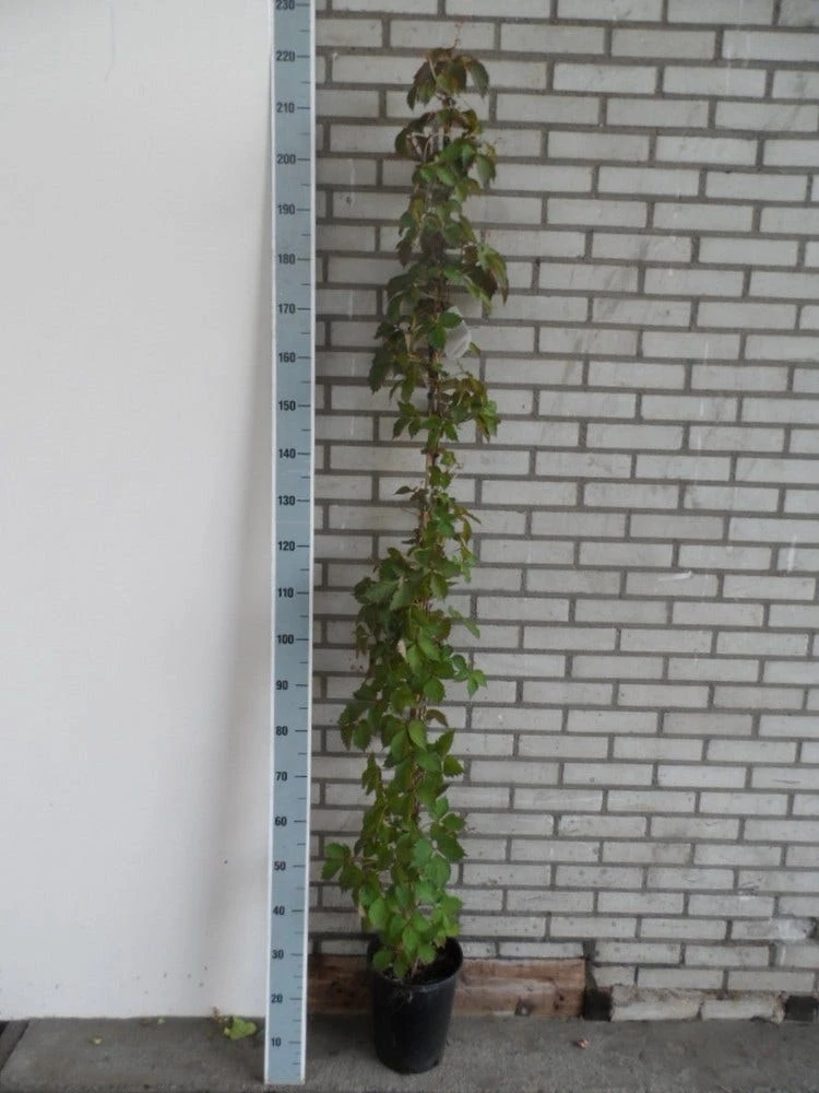 Wilde Wingerd (Parthenocissus Tricuspidata 'Veitch Boskoop') 6 Wilde Wingerd (Parthenocissus Tricuspidata 'Veitch Boskoop') - Afbeelding 4