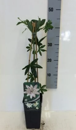 Passiebloem (Passiflora 'Constance Elliott') -Tuinplanten Winkel passiflora c. const. elliot 50 60 c2
