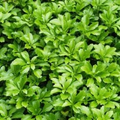 Pachysandra (Pachysandra Terminalis 'Green Carpet') -Tuinplanten Winkel patgcarp 1