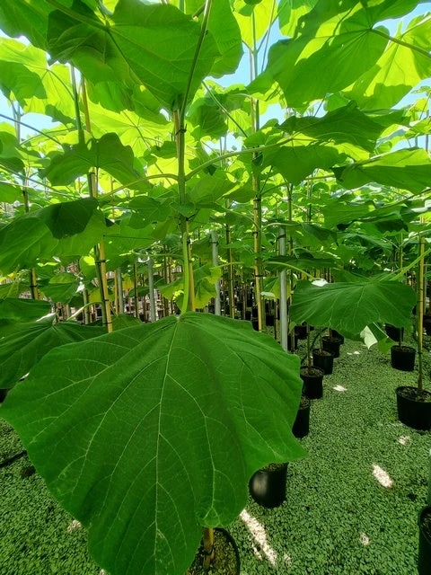 Anna Paulownaboom (Paulownia Fortunei 'Fast Blue') 4 Anna Paulownaboom (Paulownia Fortunei 'Fast Blue') - Afbeelding 2