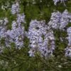 Anna Paulownaboom (Paulownia Tomentosa) -Tuinplanten Winkel paulownia tomentosa01