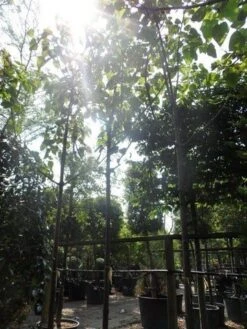 Anna Paulownaboom (Paulownia Tomentosa) -Tuinplanten Winkel paulownia tomentosa 20 25 30ho c200