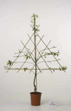 Lei-Peer (Pyrus Communis 'Clapp's Favourite') -Tuinplanten Winkel peer leirek 2 2