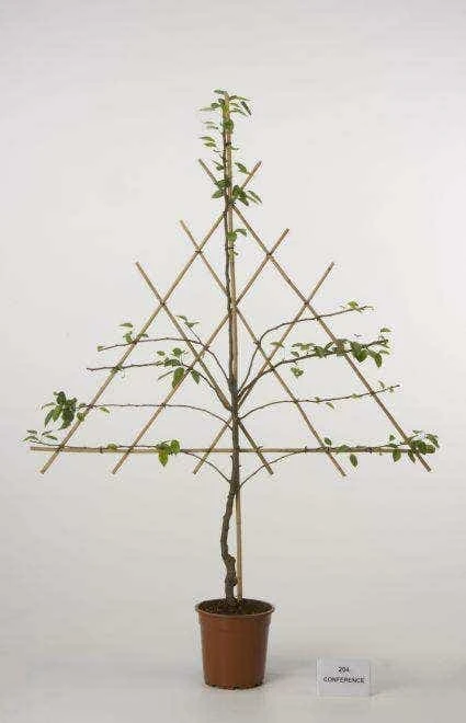 Lei-Peer (Pyrus Communis 'Williams') 5 Lei-Peer (Pyrus Communis 'Williams') - Afbeelding 3