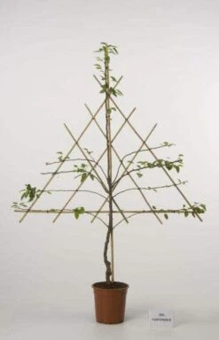 Lei-Peer (Pyrus Communis 'Zoete Brederode') 8 Lei-Peer (Pyrus Communis 'Zoete Brederode') -Tuinplanten Winkel peer leirek 2 9