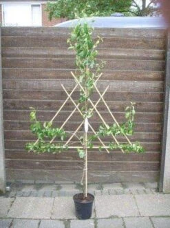 Lei-Peer (Pyrus Communis 'Clapp's Favourite') -Tuinplanten Winkel peer leirek 3