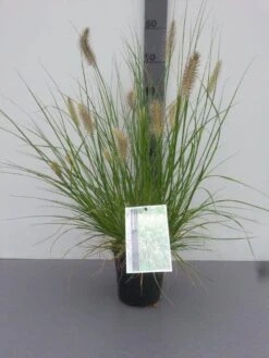 Lampepoetsersgras (Pennisetum Alopecuroides 'Hameln') -Tuinplanten Winkel pennisetum al. hameln