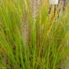 Lampepoetsersgras (Pennisetum Alopecuroides 'Cassian')