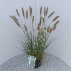 Lampepoetsersgras (Pennisetum Alopecuroides 'Hameln') -Tuinplanten Winkel pennisetum alop. hameln
