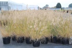 Lampepoetsersgras (Pennisetum Alopecuroides 'Hameln') -Tuinplanten Winkel pennisetum alopec. hameln 2