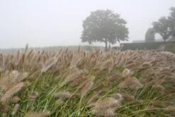 Lampepoetsersgras (Pennisetum Alopecuroides 'Cassian') -Tuinplanten Winkel pennisetum alopecuroides cassian 1