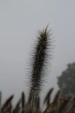 Lampepoetsersgras (Pennisetum Alopecuroides 'Cassian') -Tuinplanten Winkel pennisetum alopecuroides cassian 2