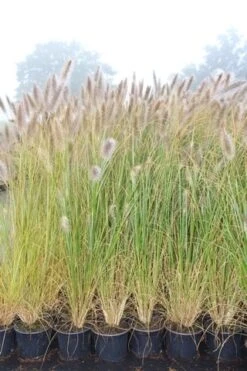 Lampepoetsersgras (Pennisetum Alopecuroides 'Cassian') -Tuinplanten Winkel pennisetum alopecuroides cassian 4