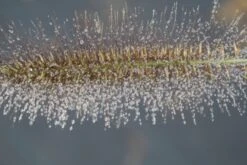 Lampepoetsersgras (Pennisetum Alopecuroides 'Cassian') -Tuinplanten Winkel pennisetum alopecuroides cassian 5