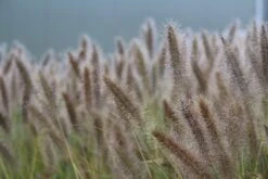 Lampepoetsersgras (Pennisetum Alopecuroides 'Cassian') -Tuinplanten Winkel pennisetum alopecuroides cassian 6