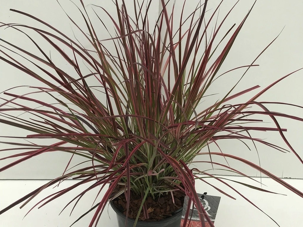 Lampepoetsersgras (Pennisetum Advena 'Fireworks') 4 Lampepoetsersgras (Pennisetum Advena 'Fireworks') - Afbeelding 2