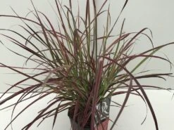 Lampepoetsersgras (Pennisetum Advena 'Fireworks') 7 Lampepoetsersgras (Pennisetum Advena 'Fireworks') -Tuinplanten Winkel pennisetum fireworks v2