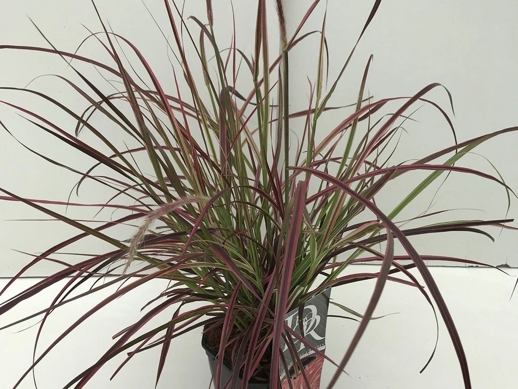 Lampepoetsersgras (Pennisetum Advena 'Fireworks') 5 Lampepoetsersgras (Pennisetum Advena 'Fireworks') - Afbeelding 3