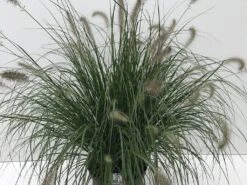 Lampepoetsersgras (Pennisetum Alopecuroides 'Hameln') -Tuinplanten Winkel pennisetum hameln c10