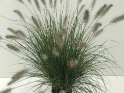 Lampepoetsersgras (Pennisetum Alopecuroides 'Hameln') -Tuinplanten Winkel pennisetum hameln v5