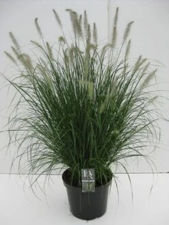 Lampepoetsersgras (Pennisetum Alopecuroides 'Hameln') -Tuinplanten Winkel pennisetum hameln c10 1