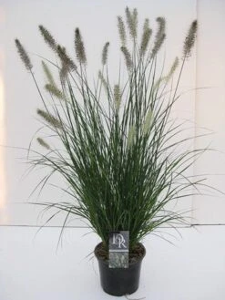 Lampepoetsersgras (Pennisetum Alopecuroides 'Hameln') -Tuinplanten Winkel pennisetum hameln c3 1