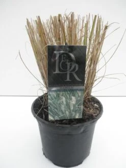 Lampepoetsersgras (Pennisetum Alopecuroides 'Hameln') -Tuinplanten Winkel pennisetum hameln c3 2