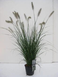 Lampepoetsersgras (Pennisetum Alopecuroides 'Hameln') -Tuinplanten Winkel pennisetum hameln v2 1