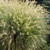 Lampepoetsersgras (Pennisetum Alopecuroides 'Hameln')