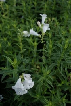Schildpadbloem (Penstemon 'White Bedder') -Tuinplanten Winkel penstemon white bedder 2