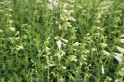 Schildpadbloem (Penstemon 'White Bedder') -Tuinplanten Winkel penstemon white bedder 3