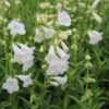 Schildpadbloem (Penstemon 'White Bedder') -Tuinplanten Winkel penstemon white bedder 5
